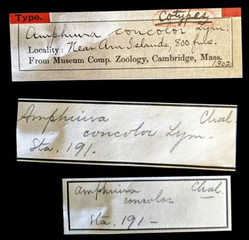Media type: image;   Invertebrate Zoology OPH-1302 Aspect: labels